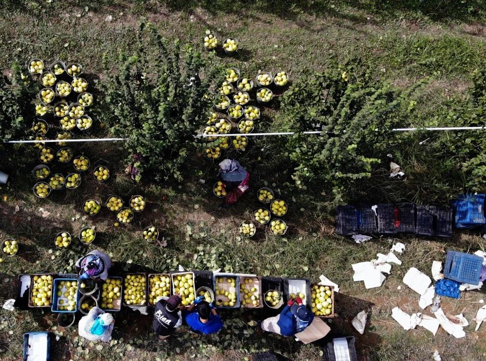 Başka örneği yok, sadece Sakarya'da yetişiyor! Dalların sarı altınına tüm dünyadan talep